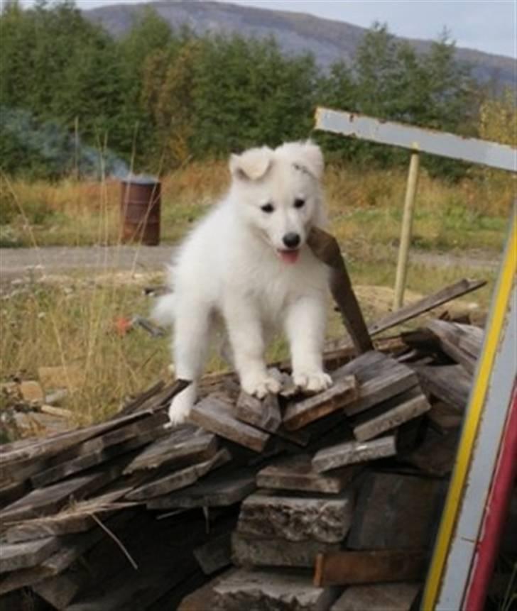 Hvid Schweizisk Hyrdehund Hetolix Q-tips - Qti som valp billede 5