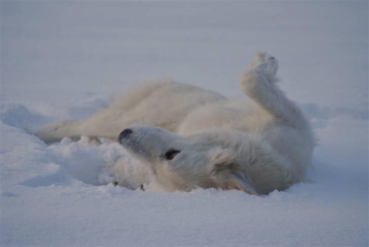Hvid Schweizisk Hyrdehund Hetolix Q-tips billede 6