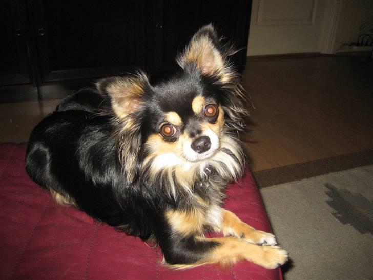 Chihuahua Sigurd - Bare tag billeder af mig. Jeg er jo dejlig ,og skal nok ligge stille billede 1