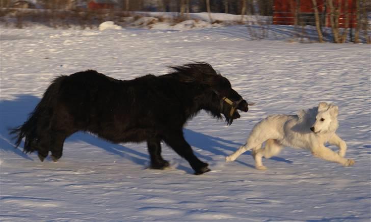 Hvid Schweizisk Hyrdehund Hetolix Q-tips billede 7