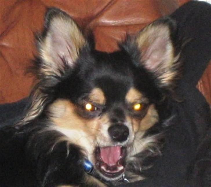 Chihuahua Sigurd - Sigurd kan se meget farlig ud billede 2