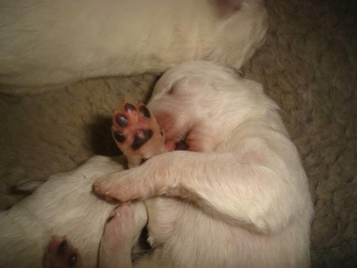 Hvid Schweizisk Hyrdehund Hetolix Q-tips billede 8