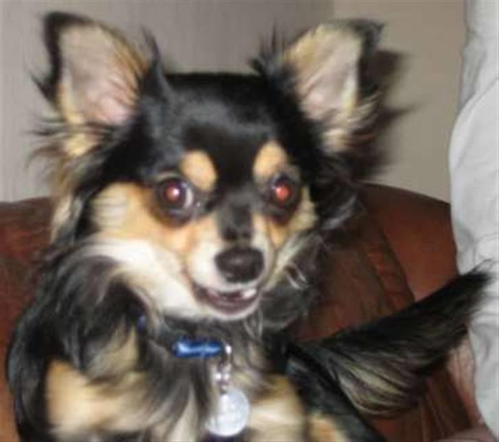 Chihuahua Sigurd - Sådan kan Sigurd se ud når han bliver opdaget i at stjæle fra bordet. Ganske uskyldig!! billede 3