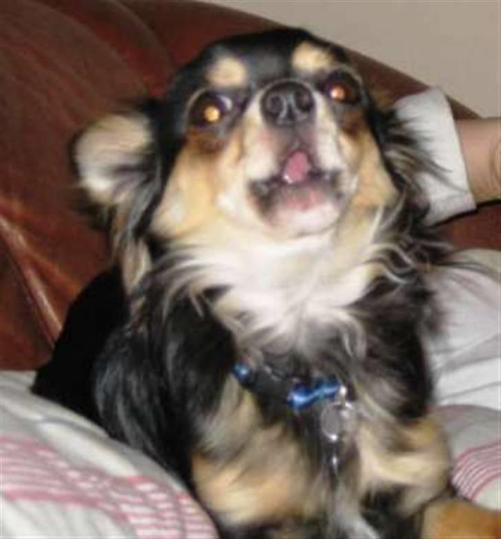 Chihuahua Sigurd - Sigurd synger en sang for mor og koret er med på den (koret består af mine 4 andre chihuahuaer billede 4