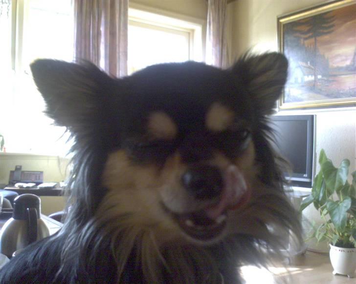 Chihuahua Sigurd - Den kage var godt nok lækker, er der mere tilbage? billede 5