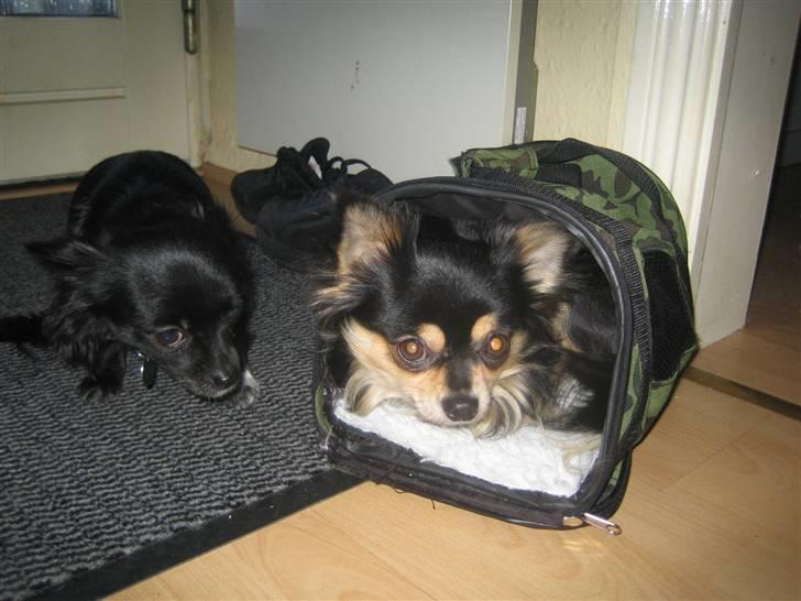 Chihuahua Sigurd - Her har Sigurd så taget sin hvalpe taske PÅ . Det er bare lykken når mor tager den taske frem, elsker den taske billede 6