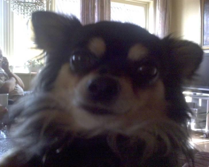 Chihuahua Sigurd - Sigurd kan også se bøvet ud, men charme mangler han ikke. billede 7