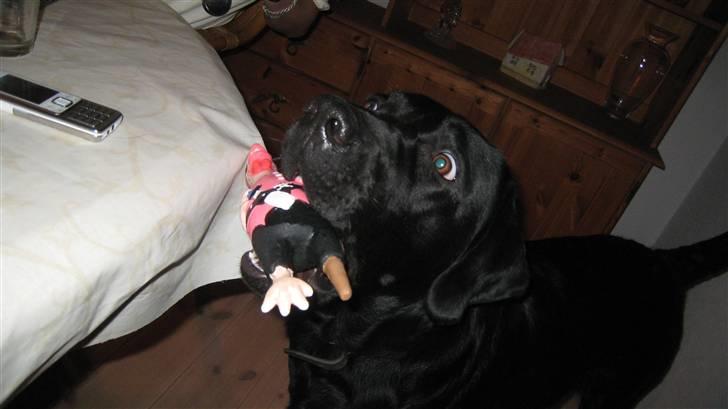 Labrador retriever Rocko - Rocko og pirat Ivan :D billede 18
