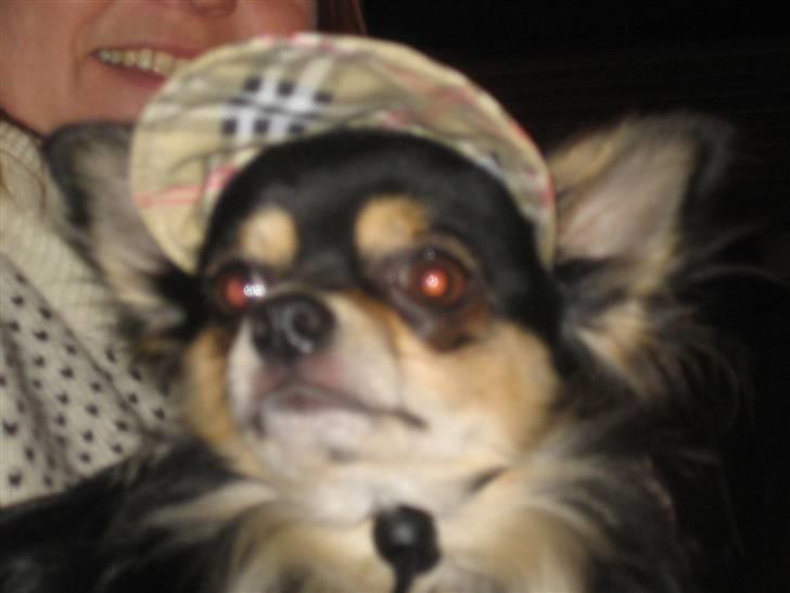 Chihuahua Sigurd - Tag nu det billed så jeg kan få den kasket af, den tager jeg ikke på igen. billede 8