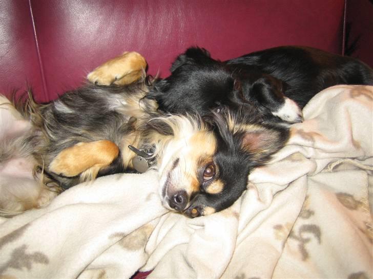 Chihuahua Sigurd - Sigurd tager lige en slapper sammen med Sallie billede 9