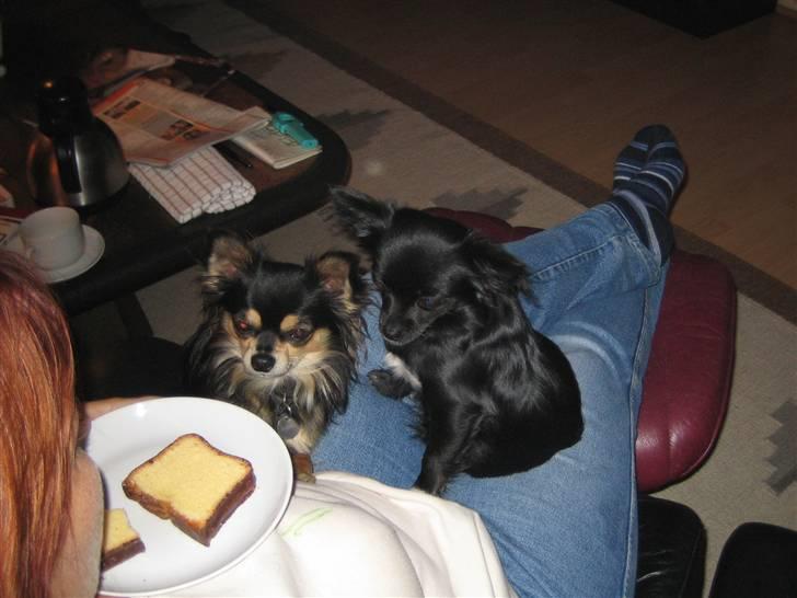 Chihuahua Sigurd - Tror du mor deler med os? Måske ;vi må heller blive siddende, så får vi nok en bid, ellers må vi jo nøjes med krummerne billede 10