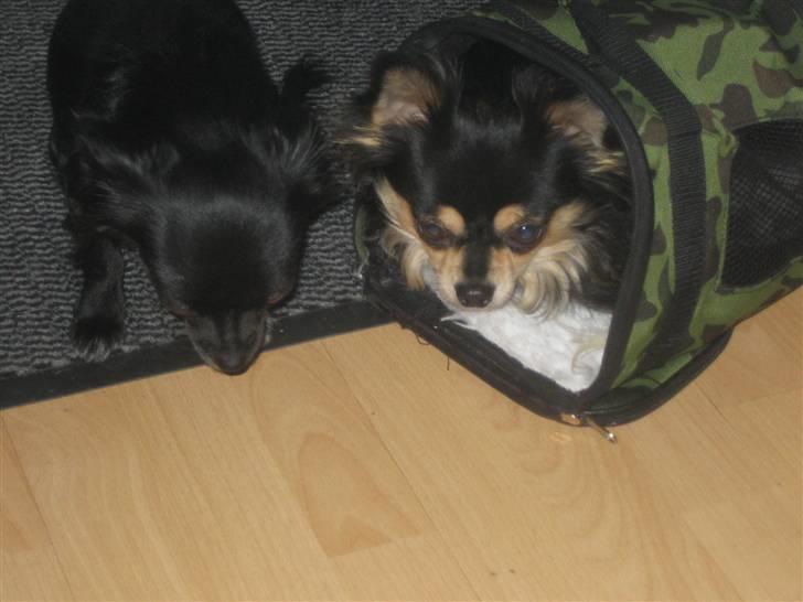 Chihuahua Sigurd - Sigurd nu er det altså snart min tur til at tage den taske på. billede 11