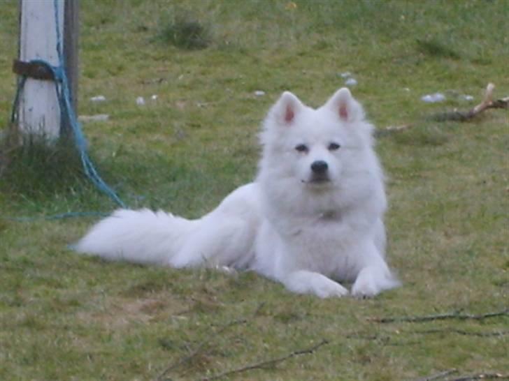 Japansk spids Basse - afslappende at være hjemme billede 12