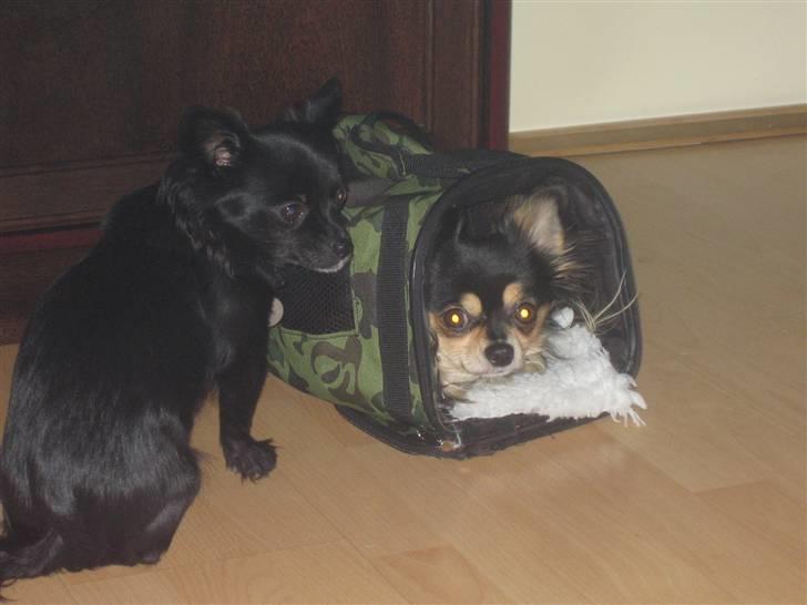 Chihuahua Sigurd - Nu kommer mor og prøver at hjælpe Sallie, men så puster jeg mig op, og så er huin nødt til at ryste mig ud af tasken ,det er sjovt billede 12