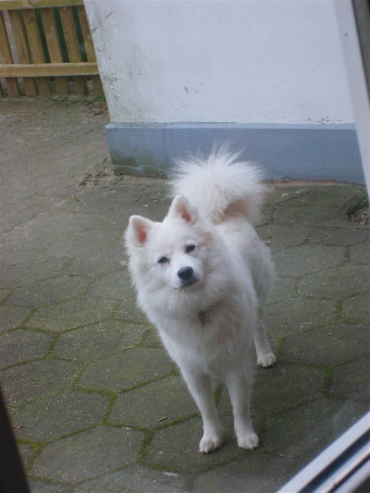 Japansk spids Basse billede 13