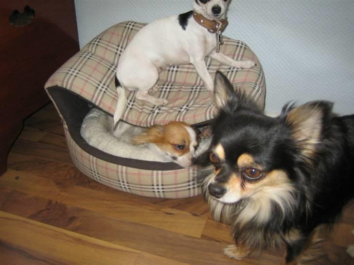 Chihuahua Sigurd - Nu begynder det at knibe med pladsen,Sille og Pepzi og jeg kom altså først det har i åbenbart ingen respekt for.typisk tøser. billede 13