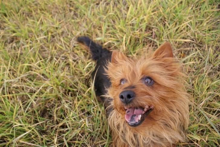 Australsk terrier Buste *i hunde himmelen* billede 1