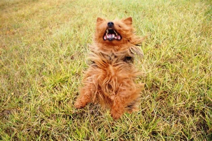 Australsk terrier Buste *i hunde himmelen* billede 2