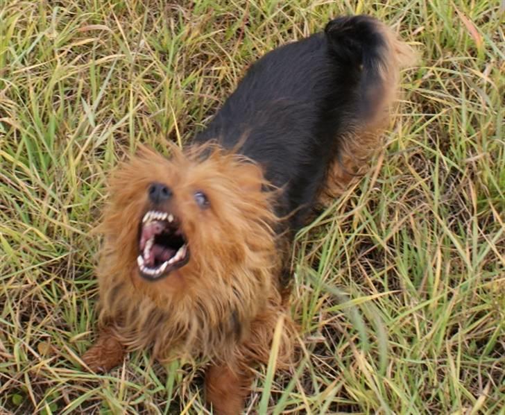 Australsk terrier Buste *i hunde himmelen* billede 3