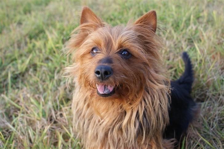 Australsk terrier Buste *i hunde himmelen* billede 4