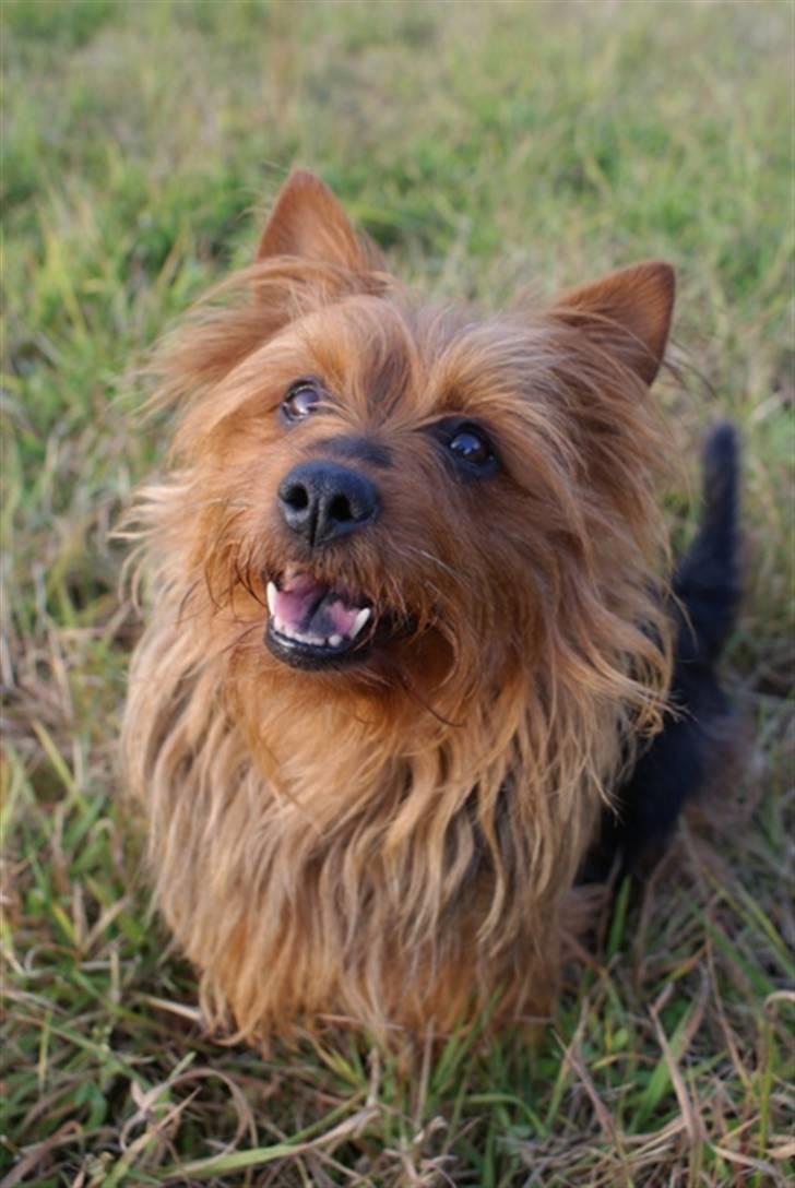 Australsk terrier Buste *i hunde himmelen* billede 5