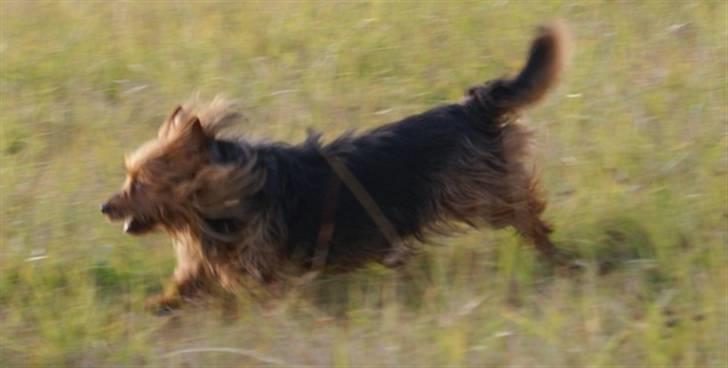 Australsk terrier Buste *i hunde himmelen* billede 6
