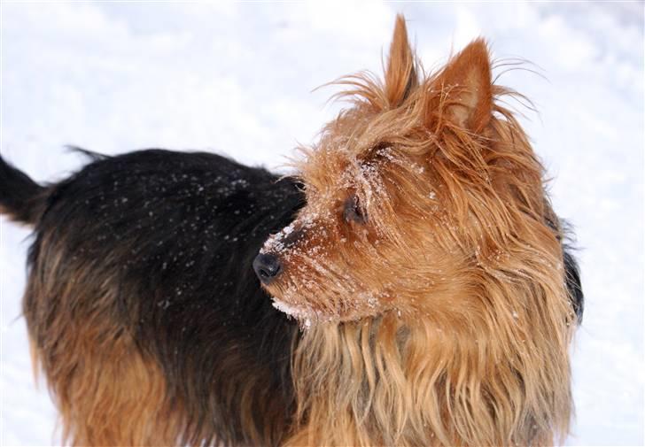 Australsk terrier Buste *i hunde himmelen* billede 7