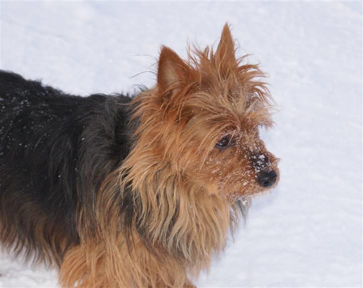 Australsk terrier Buste *i hunde himmelen* billede 8