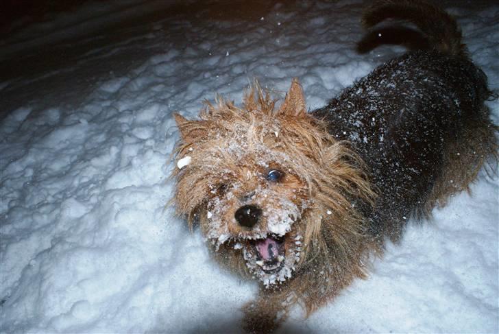 Australsk terrier Buste *i hunde himmelen* billede 9