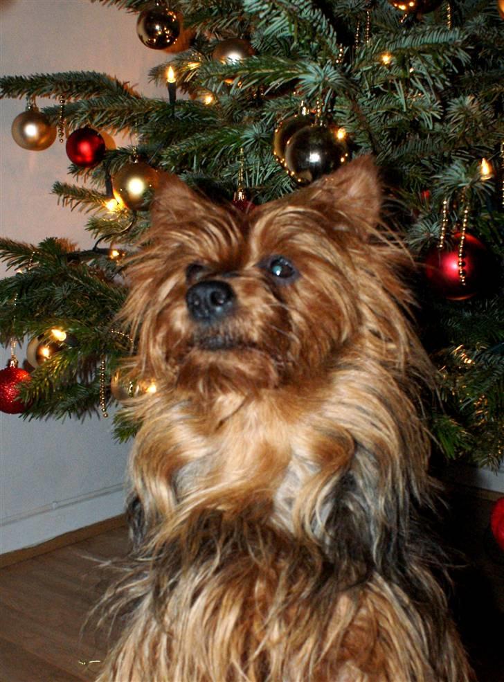 Australsk terrier Buste *i hunde himmelen* billede 10