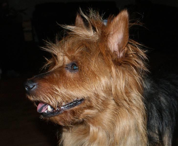 Australsk terrier Buste *i hunde himmelen* billede 11