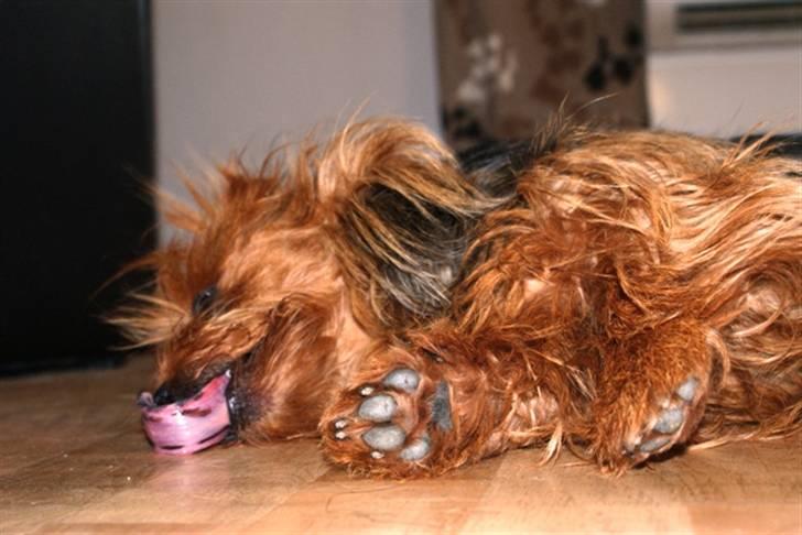 Australsk terrier Buste *i hunde himmelen* billede 12