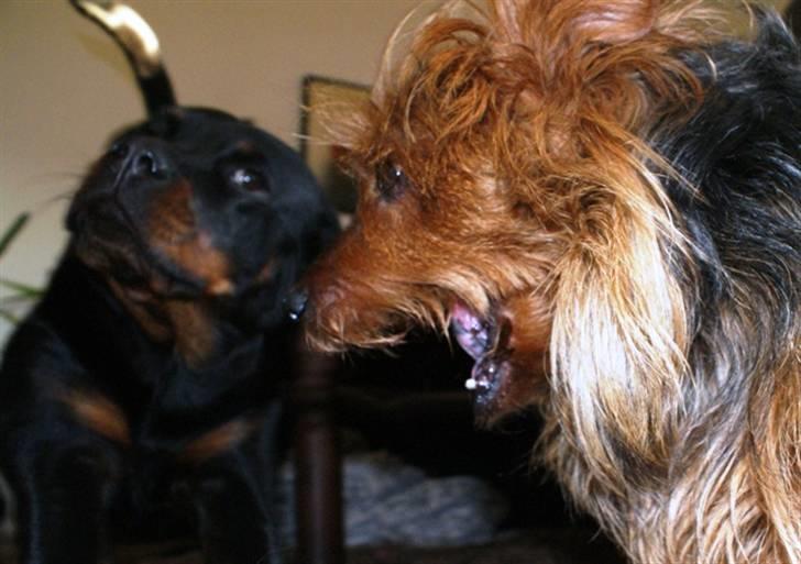 Australsk terrier Buste *i hunde himmelen* billede 13