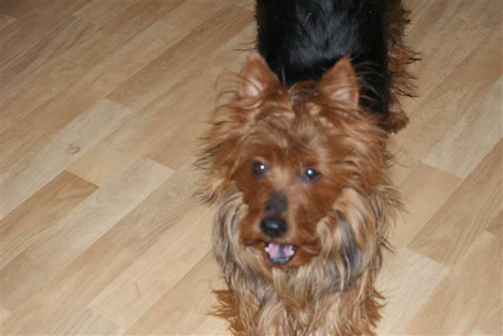 Australsk terrier Buste *i hunde himmelen* - Dagen hun døde <´3 billede 14