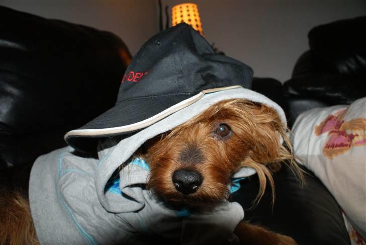 Australsk terrier Buste *i hunde himmelen* billede 15