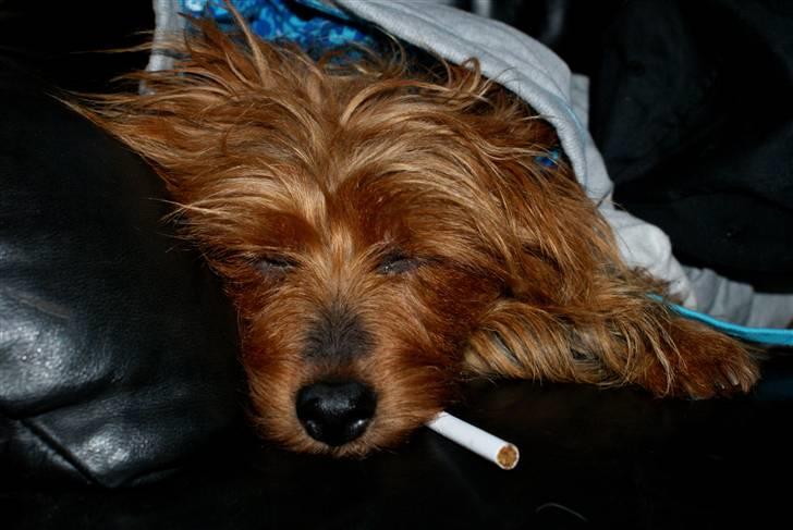 Australsk terrier Buste *i hunde himmelen* billede 16