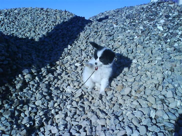 Phalene ¤Fifi-Viola¤ billede 9