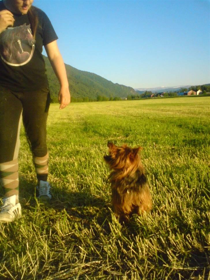 Australsk terrier Buste *i hunde himmelen* billede 17