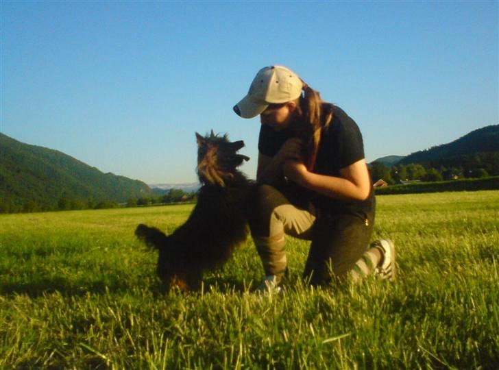 Australsk terrier Buste *i hunde himmelen* billede 18