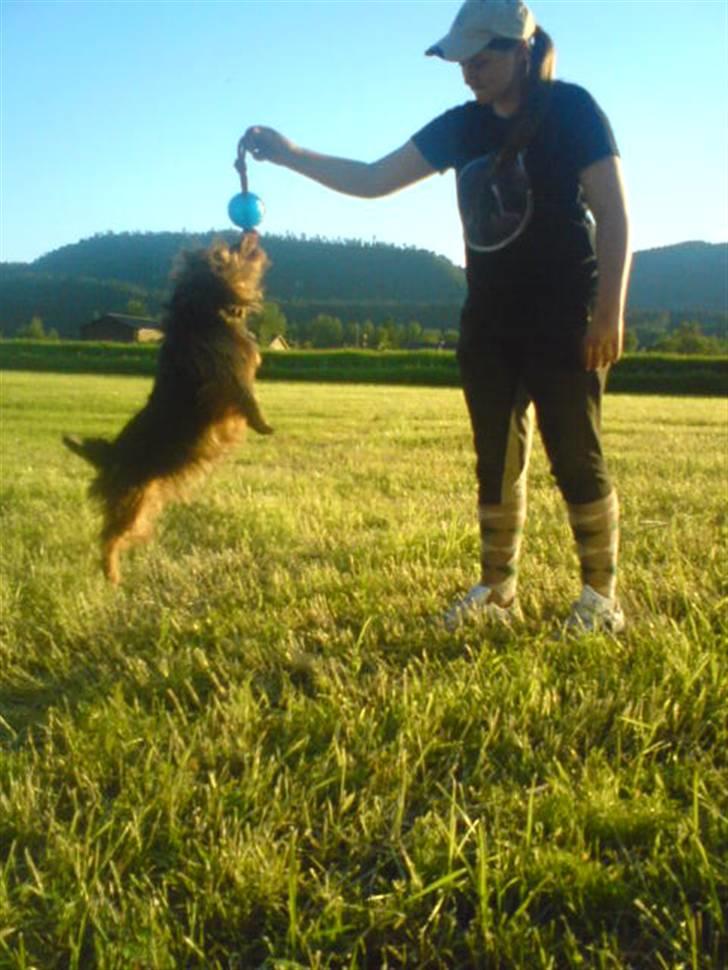 Australsk terrier Buste *i hunde himmelen* billede 19