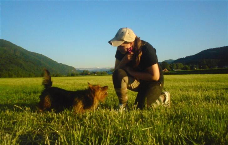 Australsk terrier Buste *i hunde himmelen* billede 20