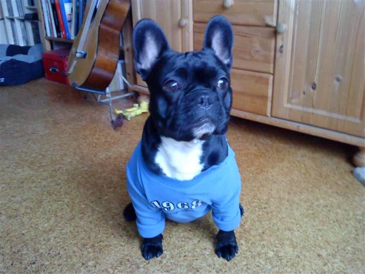 Fransk bulldog Orla R. I. P  - Orla nu vinter-klar billede 20