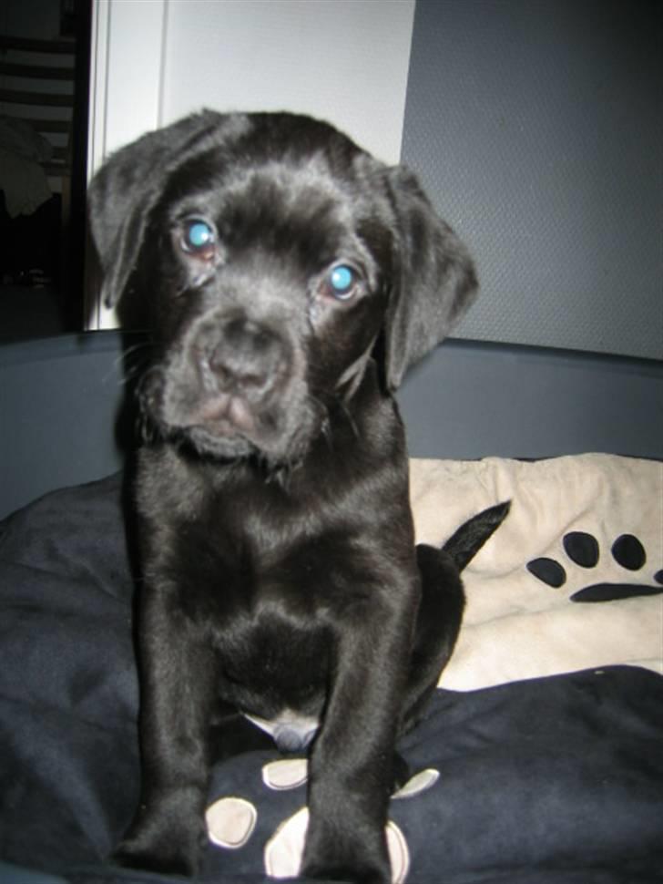 Blanding af racer Kessler billede 1