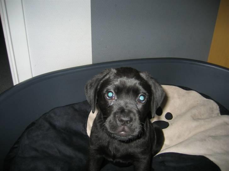 Blanding af racer Kessler billede 2