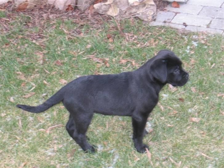 Blanding af racer Kessler billede 3