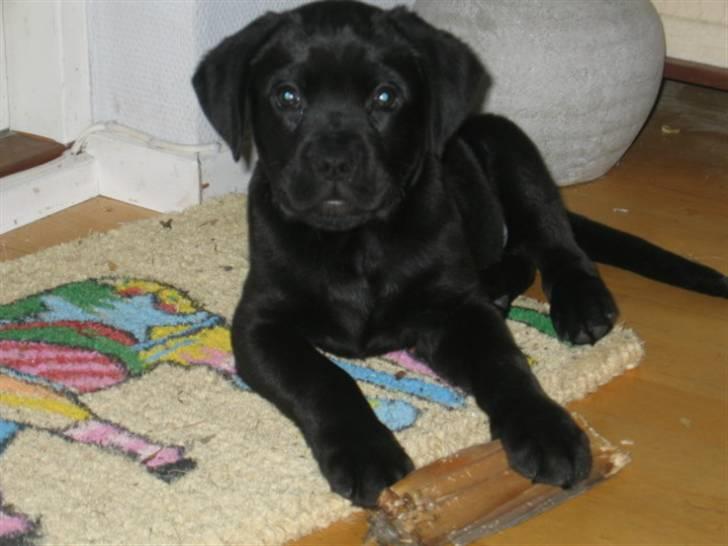 Blanding af racer Kessler billede 4