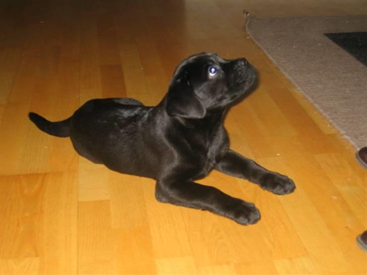 Blanding af racer Kessler billede 5