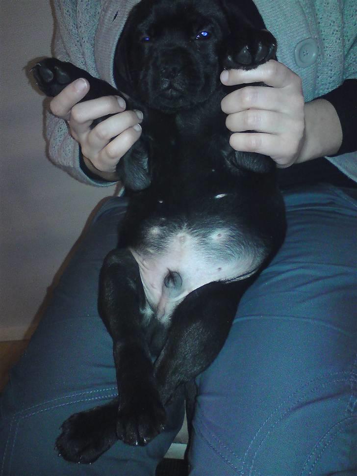 Blanding af racer Kessler billede 6