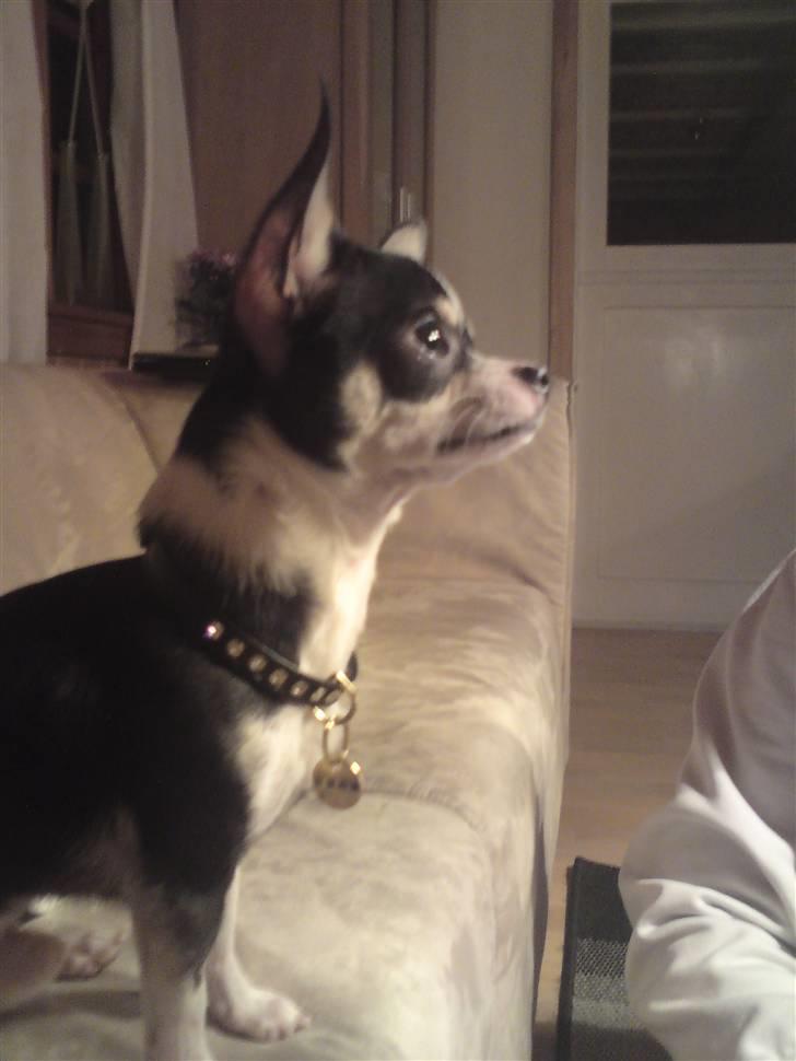 Chihuahua Batman - ihh så flot i profil. :) billede 7