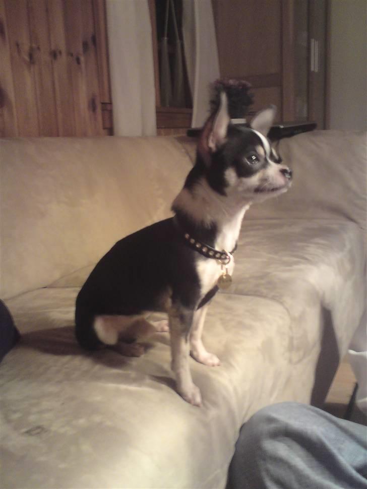 Chihuahua Batman billede 8